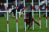 Royal Canin Masters 2025 geldrop