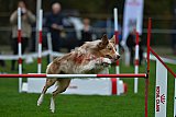 Royal Canin Masters 2025 geldrop