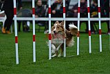 Royal Canin Masters 2025 geldrop