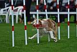 Royal Canin Masters 2025 geldrop