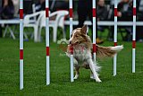 Royal Canin Masters 2025 geldrop