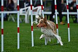 Royal Canin Masters 2025 geldrop