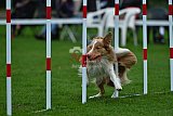 Royal Canin Masters 2025 geldrop