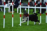 Royal Canin Masters 2025 geldrop