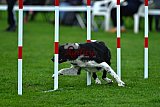 Royal Canin Masters 2025 geldrop
