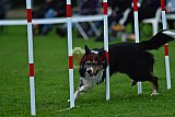 Royal Canin Masters 2025 geldrop