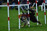 Royal Canin Masters 2025 geldrop