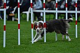 Royal Canin Masters 2025 geldrop