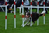 Royal Canin Masters 2025 geldrop