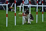 Royal Canin Masters 2025 geldrop