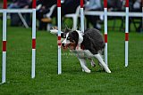 Royal Canin Masters 2025 geldrop