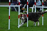 Royal Canin Masters 2025 geldrop