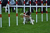 Royal Canin Masters 2025 geldrop