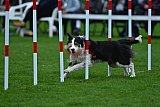 Royal Canin Masters 2025 geldrop