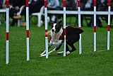 Royal Canin Masters 2025 geldrop