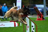 Royal Canin Masters 2025 geldrop