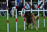 Royal Canin Masters 2025 geldrop