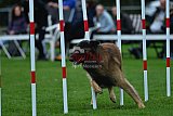 Royal Canin Masters 2025 geldrop