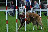 Royal Canin Masters 2025 geldrop