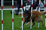 Royal Canin Masters 2025 geldrop
