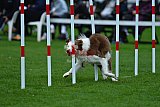 Royal Canin Masters 2025 geldrop