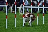 Royal Canin Masters 2025 geldrop