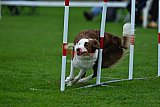 Royal Canin Masters 2025 geldrop