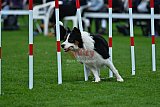Royal Canin Masters 2025 geldrop