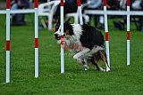 Royal Canin Masters 2025 geldrop