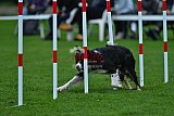 Royal Canin Masters 2025 geldrop