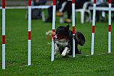 Royal Canin Masters 2025 geldrop