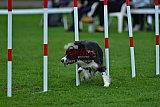 Royal Canin Masters 2025 geldrop