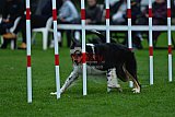 Royal Canin Masters 2025 geldrop
