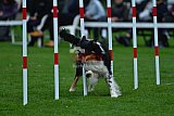 Royal Canin Masters 2025 geldrop