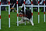 Royal Canin Masters 2025 geldrop