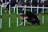 Royal Canin Masters 2025 geldrop
