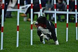 Royal Canin Masters 2025 geldrop