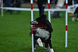 Royal Canin Masters 2025 geldrop