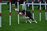 Royal Canin Masters 2025 geldrop