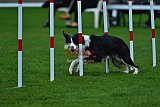Royal Canin Masters 2025 geldrop