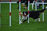 Royal Canin Masters 2025 geldrop