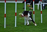 Royal Canin Masters 2025 geldrop