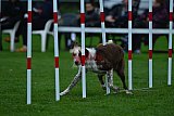 Royal Canin Masters 2025 geldrop