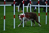 Royal Canin Masters 2025 geldrop