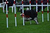 Royal Canin Masters 2025 geldrop