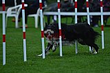 Royal Canin Masters 2025 geldrop