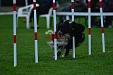 Royal Canin Masters 2025 geldrop
