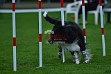 Royal Canin Masters 2025 geldrop