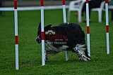 Royal Canin Masters 2025 geldrop