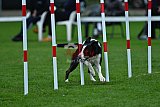 Royal Canin Masters 2025 geldrop